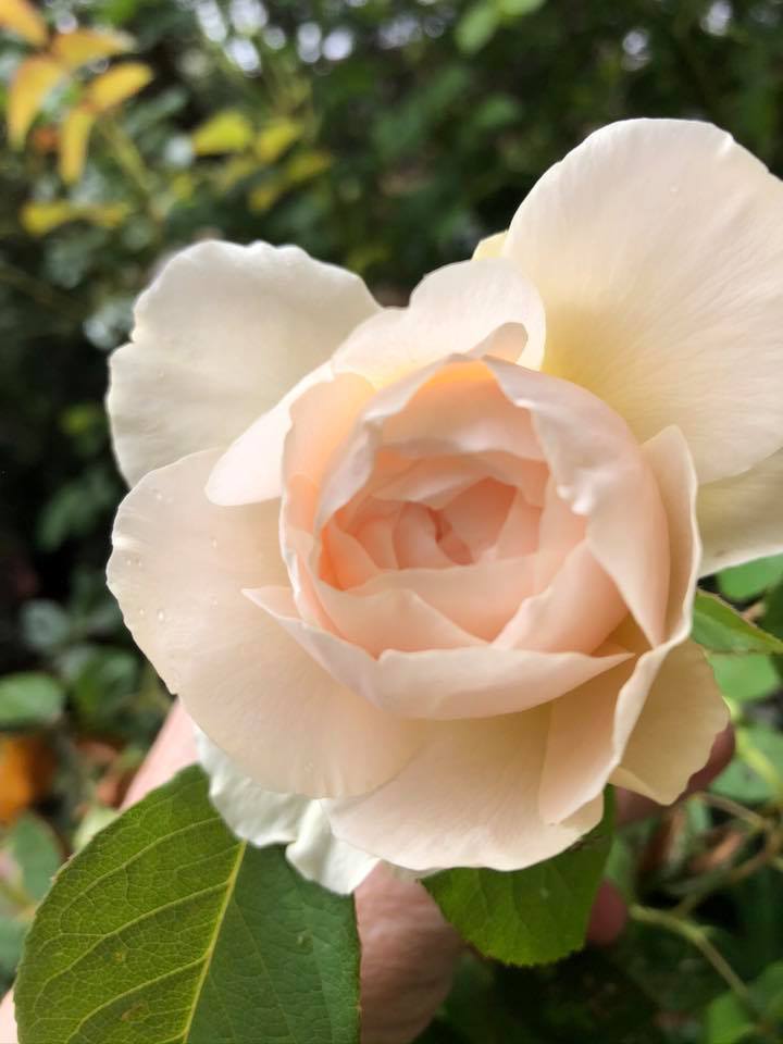 99269342_10219313354119407_4131206214547668992_n