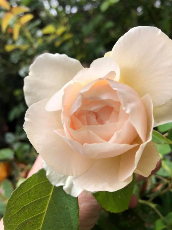 99269342_10219313354119407_4131206214547668992_n